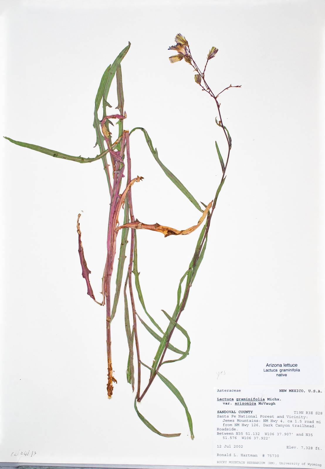 Lactuca graminifolia var. arizonica image