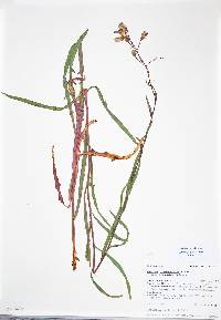 Lactuca graminifolia var. arizonica image