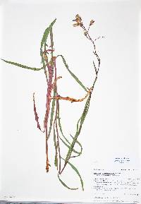 Lactuca graminifolia image