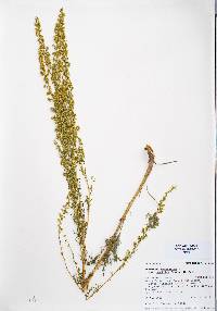 Artemisia campestris image