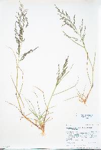 Eragrostis mexicana subsp. mexicana image