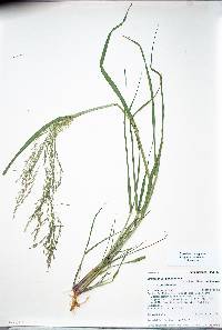 Eragrostis pectinacea var. pectinacea image