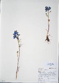 Delphinium nuttallianum image