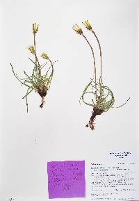 Agoseris parviflora image