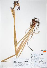 Iris missouriensis image