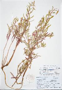 Oenothera pallida image