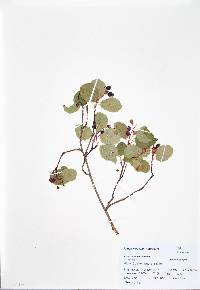 Amelanchier utahensis image