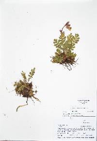 Geum triflorum image