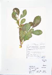 Salix scouleriana image