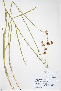 Juncus ensifolius var. montanus image