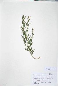 Lithospermum multiflorum image