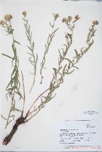 Lithospermum multiflorum image