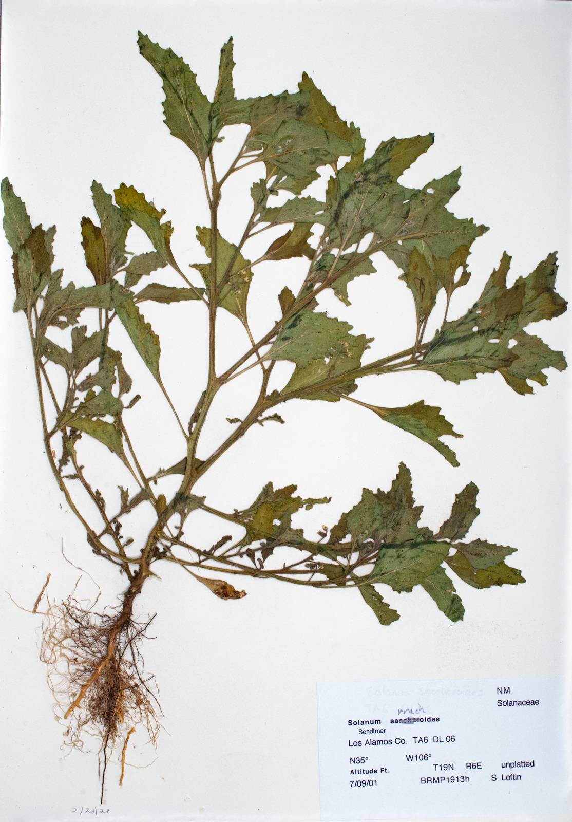 Solanum sarrachoides image