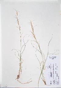 Aristida arizonica image