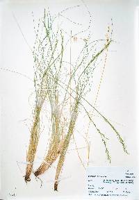 Festuca arizonica image