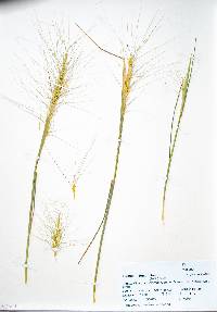 Elymus elymoides subsp. brevifolius image