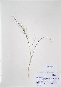 Aristida purpurea var. fendleriana image