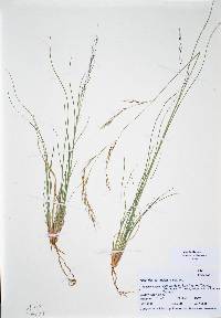 Aristida schiedeana var. orcuttiana image