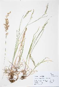 Trisetum montanum image