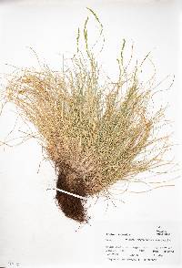 Festuca arizonica image