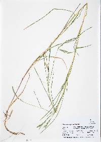 Muhlenbergia racemosa image