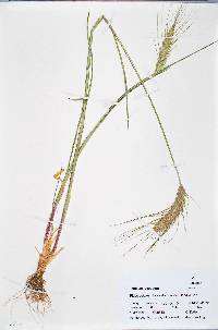 Triticum aestivum image