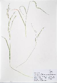 Panicum hallii image