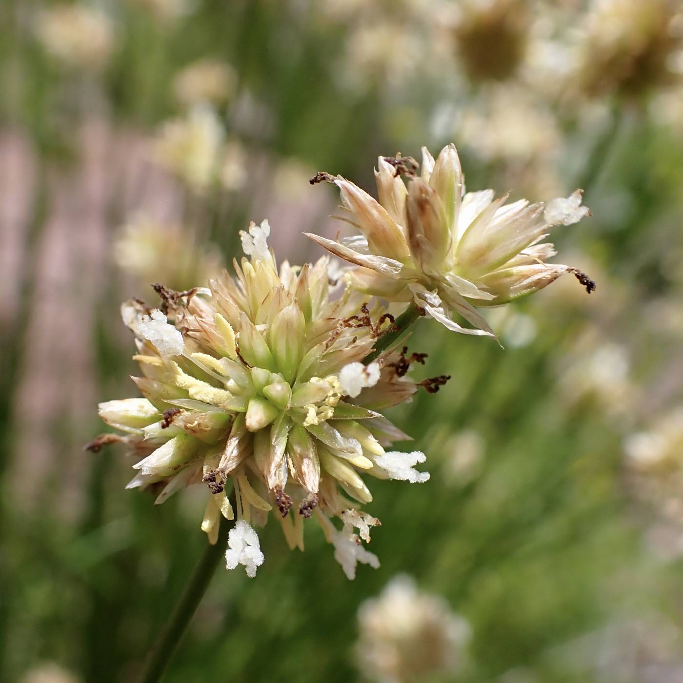 Juncus chlorocephalus image