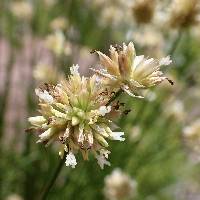 Image of Juncus chlorocephalus