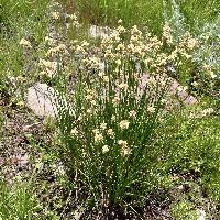 Juncus chlorocephalus image