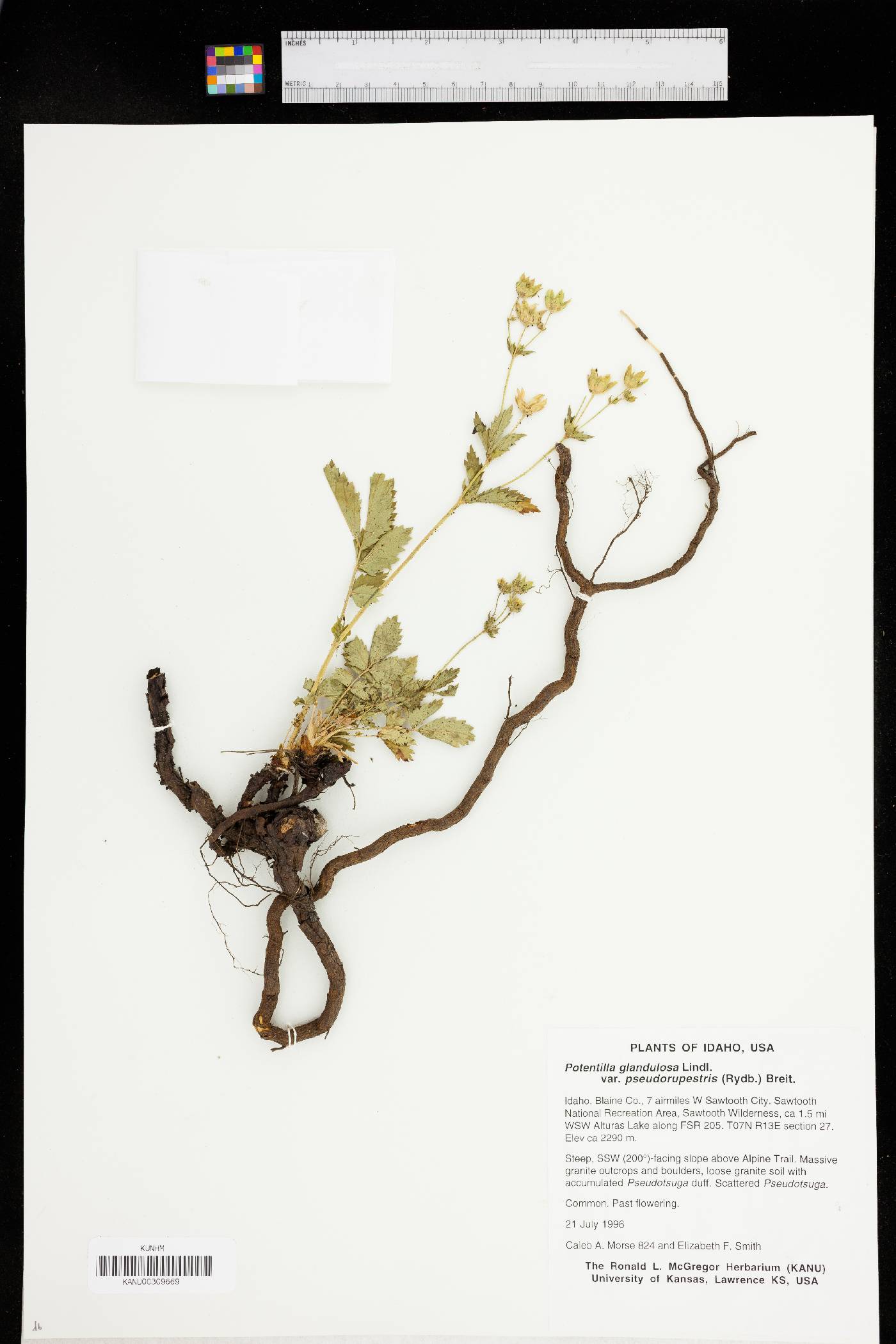Drymocallis pseudorupestris var. saxicola image
