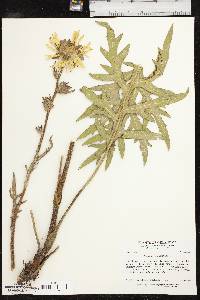 Silphium laciniatum image