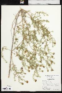 Symphyotrichum oblongifolium image