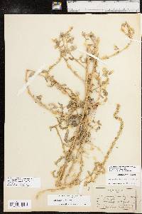 Amaranthus tuberculatus image