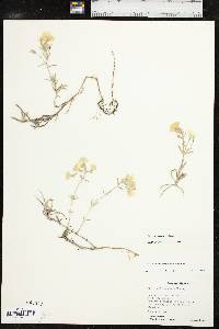 Phlox oklahomensis image