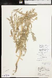 Amaranthus tuberculatus image