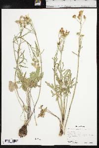 Callirhoe alcaeoides image