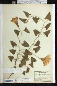 Calystegia macounii image