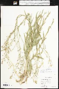 Camelina rumelica image