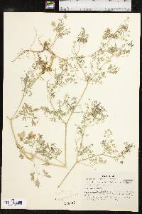 Fumaria officinalis image