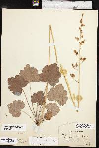 Heuchera richardsonii image