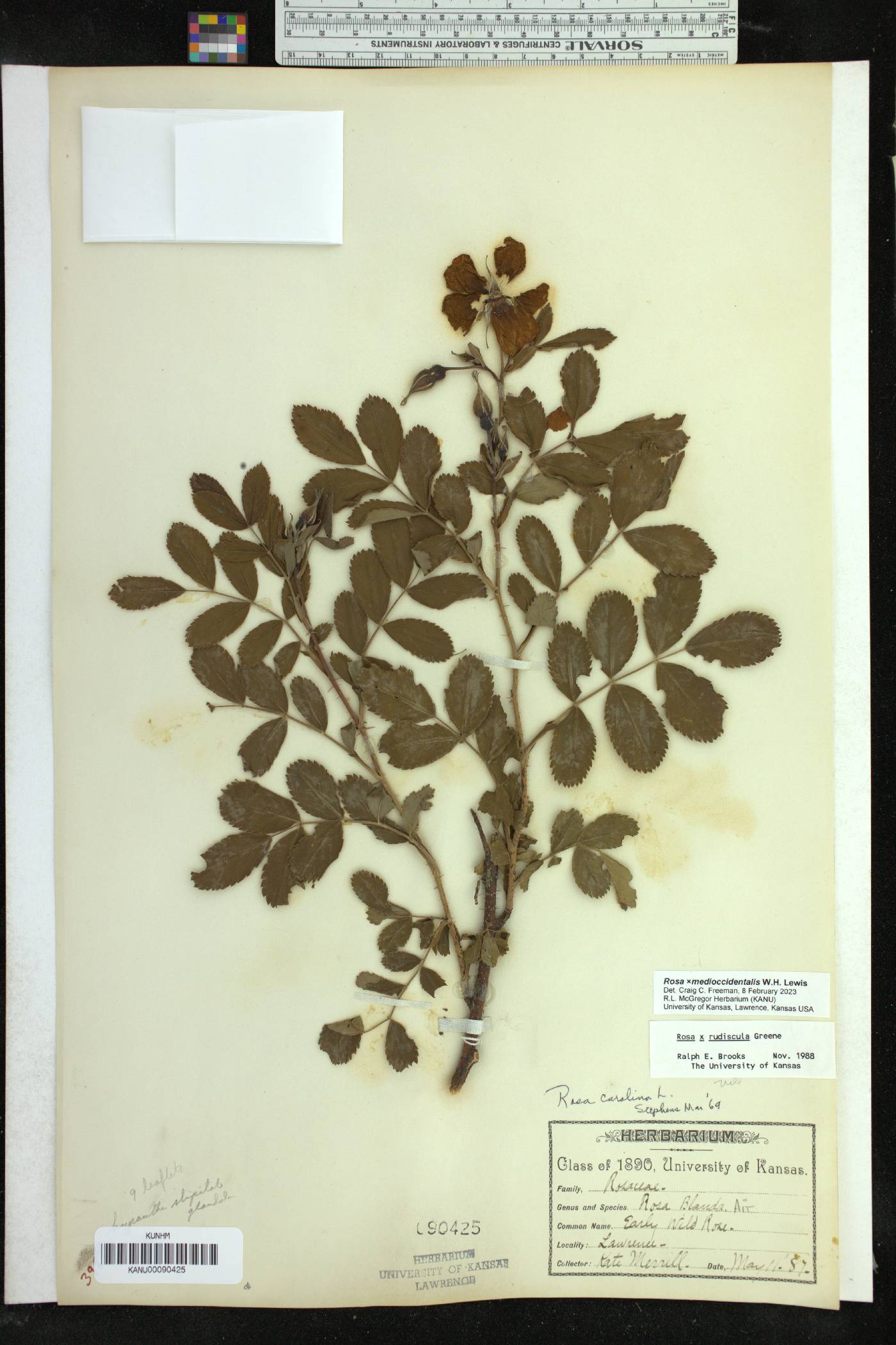 Rosa ×medioccidentis image