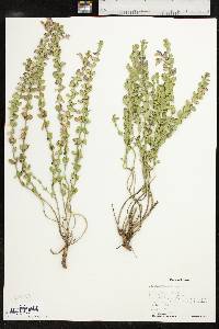 Scutellaria resinosa image