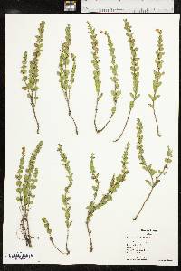 Scutellaria resinosa image