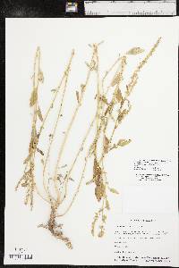 Amaranthus tuberculatus image