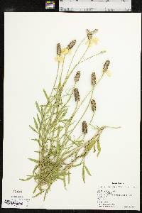 Ratibida columnifera image