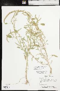 Amaranthus tuberculatus image