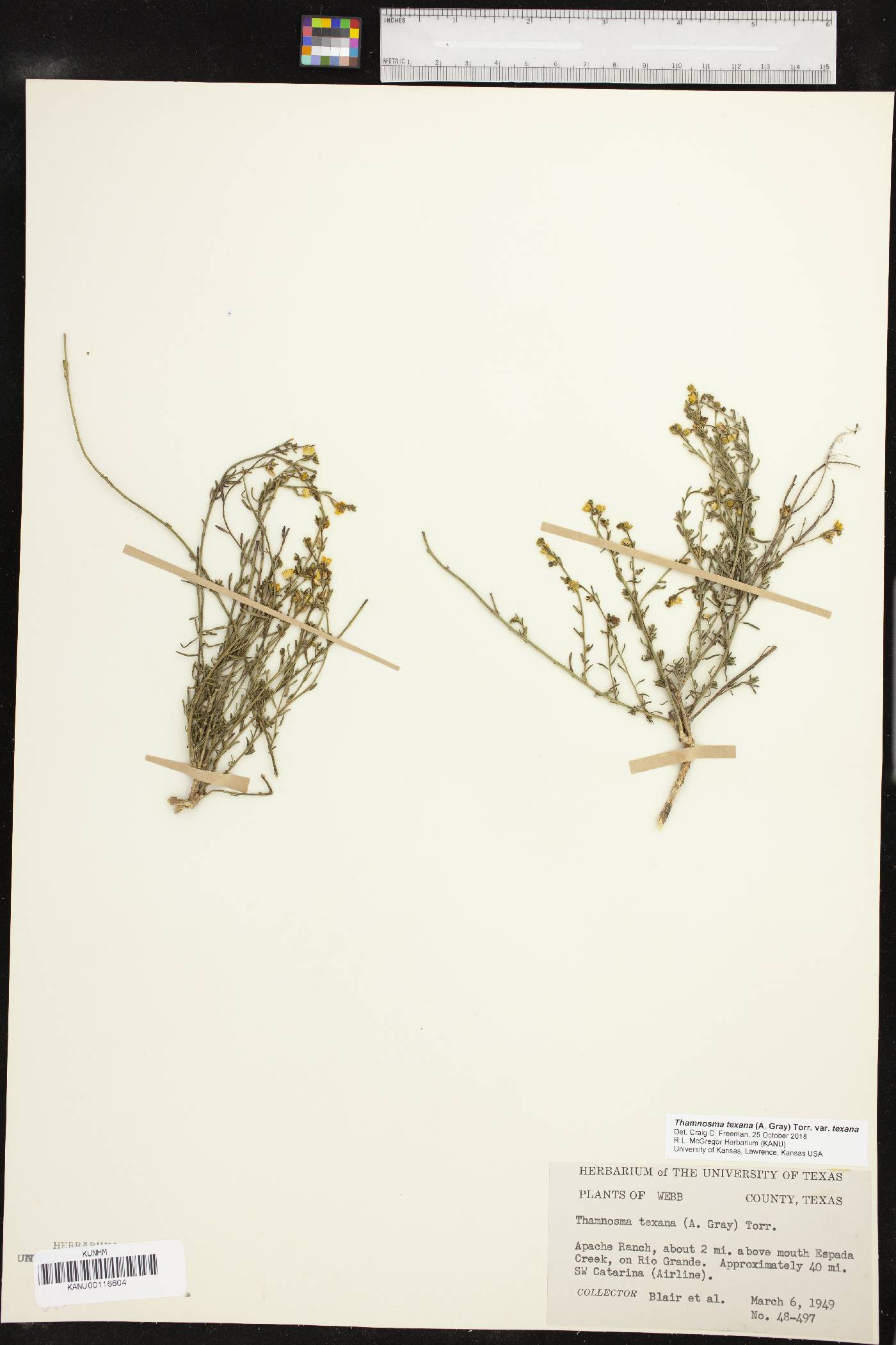 Thamnosma texanum var. texanum image
