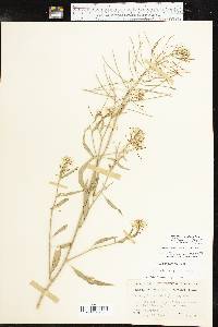 Thelypodium wrightii image