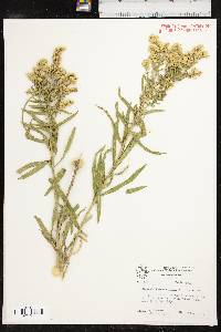 Solidago altiplanities image